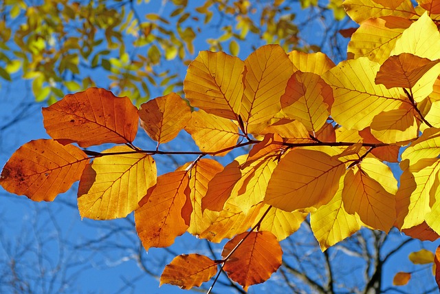 foliage